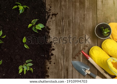 Little seedling in black soil next to the garden rake,shovel and boots.Spring planting.Garden and vegetable garden.Arbor Day.Earth day concept.top view.Flat lay. banner.Copy space. Royalty-Free Stock Photo #1910994703