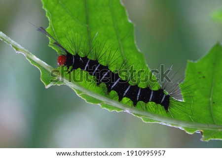 black red white caterpillar with green blurry background