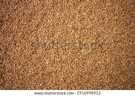 Enkir variety wheat seed texture. Compact pile of seeds on a plane, photographed from above. Golden seeds. Concept of agriculture, farmer, work, fields, life, nature, fruits of nature Royalty-Free Stock Photo #1910998912