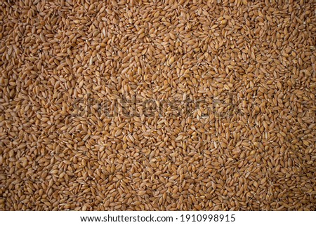 Enkir variety wheat seed texture. Compact pile of seeds on a plane, photographed from above. Golden seeds. Concept of agriculture, farmer, work, fields, life, nature, fruits of nature Royalty-Free Stock Photo #1910998915