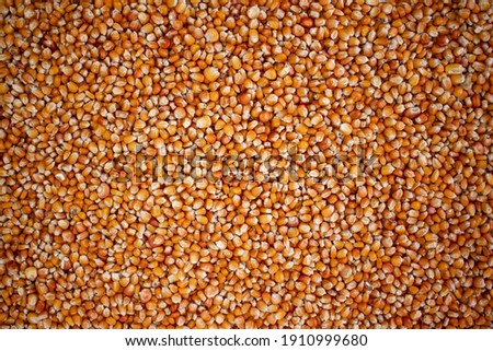 Enkir variety wheat seed texture. Compact pile of seeds on a plane, photographed from above. Golden seeds. Concept of agriculture, farmer, work, fields, life, nature, fruits of nature Royalty-Free Stock Photo #1910999680