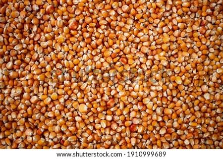 Enkir variety wheat seed texture. Compact pile of seeds on a plane, photographed from above. Golden seeds. Concept of agriculture, farmer, work, fields, life, nature, fruits of nature Royalty-Free Stock Photo #1910999689