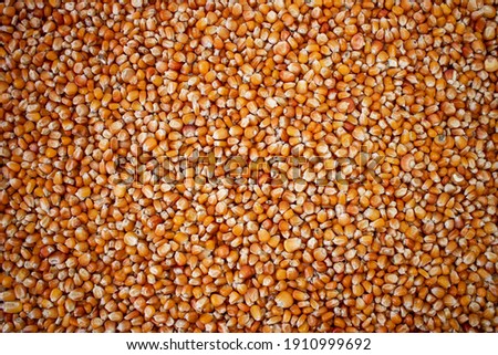 Enkir variety wheat seed texture. Compact pile of seeds on a plane, photographed from above. Golden seeds. Concept of agriculture, farmer, work, fields, life, nature, fruits of nature Royalty-Free Stock Photo #1910999692