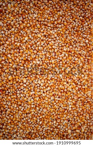 Enkir variety wheat seed texture. Compact pile of seeds on a plane, photographed from above. Golden seeds. Concept of agriculture, farmer, work, fields, life, nature, fruits of nature Royalty-Free Stock Photo #1910999695