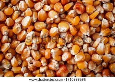 Enkir variety wheat seed texture. Compact pile of seeds on a plane, photographed from above. Golden seeds. Concept of agriculture, farmer, work, fields, life, nature, fruits of nature Royalty-Free Stock Photo #1910999698