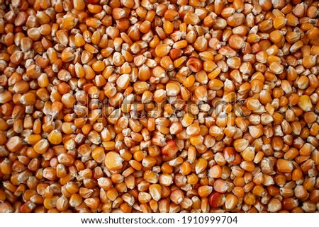 Enkir variety wheat seed texture. Compact pile of seeds on a plane, photographed from above. Golden seeds. Concept of agriculture, farmer, work, fields, life, nature, fruits of nature Royalty-Free Stock Photo #1910999704