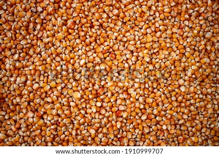Enkir variety wheat seed texture. Compact pile of seeds on a plane, photographed from above. Golden seeds. Concept of agriculture, farmer, work, fields, life, nature, fruits of nature Royalty-Free Stock Photo #1910999707