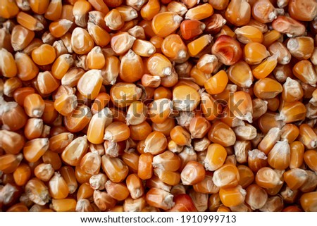 Enkir variety wheat seed texture. Compact pile of seeds on a plane, photographed from above. Golden seeds. Concept of agriculture, farmer, work, fields, life, nature, fruits of nature Royalty-Free Stock Photo #1910999713