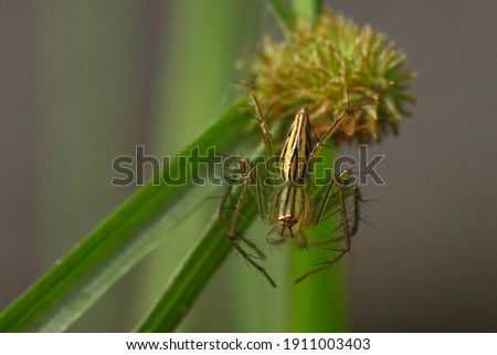 isolated single spider with green blurry background