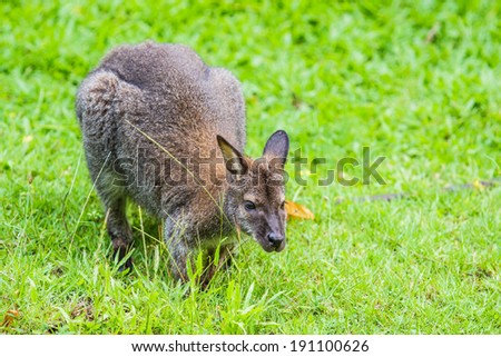 Bennet's wallaby - Red kangaroo