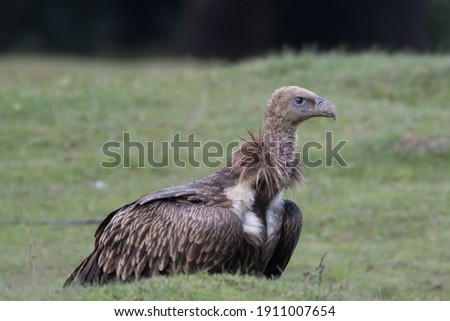 The Himalayan vulture or Himalayan griffon vulture (Gyps Himalayensis) is an Old World vulture in the family Accipitridae.