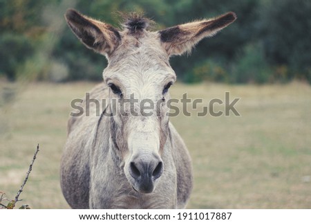 Face of a donkey with big ears, wild animal in danger of extinct