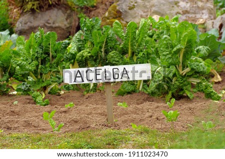 Spanish language sign for Acelga or Chard in english ,Ecuador garden, South-America
