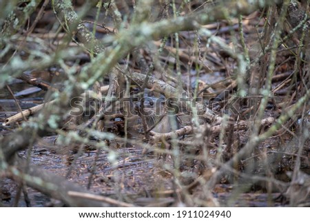 Common otter, lutra lutra, hiding portrait on a river bank within thick branches and twigs during winter in scotland