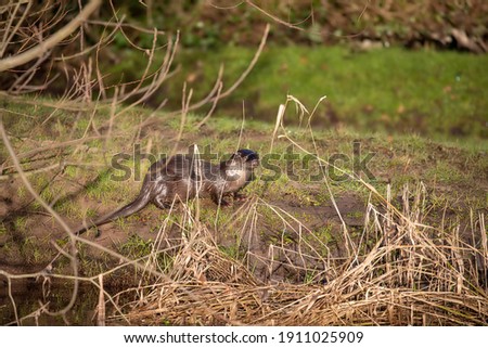 Common otter, lutra lutra, adult standing on a green river bank during winter in scotland.