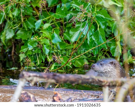 Common otter, lutra lutra, close up of head and body while resting outside water on a Scottish river during winter.