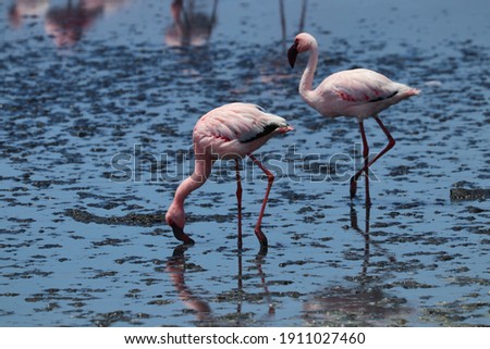 Pink Flamingos - Walvis Bay, Namibia, Africa 