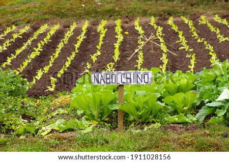 Spanish language sign for Nabo Chino or Chinese Turnip,Ecuador garden, South-America