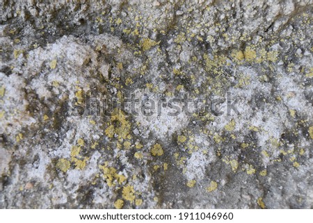 Moss background on natural stone in shades of gray