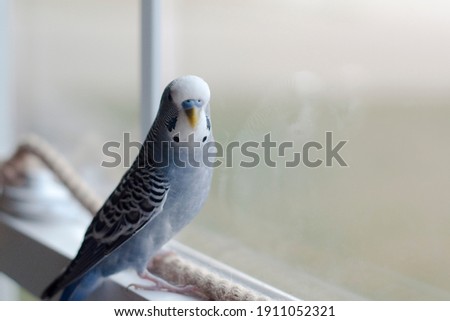 Pretty Budgie Resting on window Sill Royalty-Free Stock Photo #1911052321