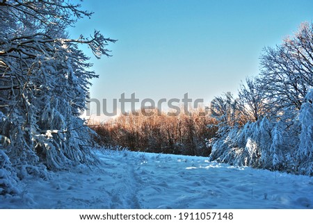 Forest path in a beautiful snowy forest