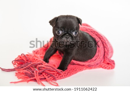 Small black puppy pug swaddled in a red knitted scarf, pet, dog - man's friend, pet, newborn dog.
