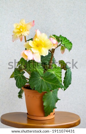 Blooming tuberous begonia in a pot. Lush yellow to pink flowers and textured fresh leaves. Home flowers, hobby, blooming balcony. Life style. 