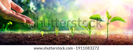  Growing Concept - Hand Watering Young Plants With Flare effect Royalty-Free Stock Photo #1911083272