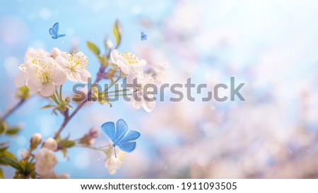 Branch of blossoming cherry on blue sky background, fluttering blue butterflies in spring on nature outdoors. Amazing colorful dreamy romantic artistic image spring nature, copy space. Soft focus. Royalty-Free Stock Photo #1911093505