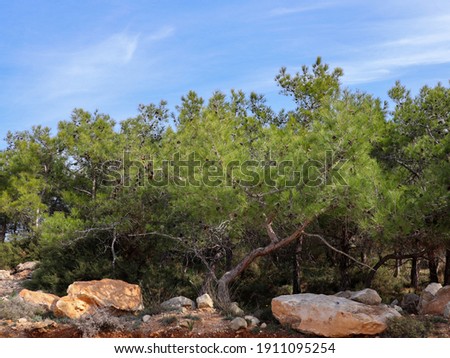 Low-growing pines with large cones and long needles in a mountainous area in the suburbs of Limassol.