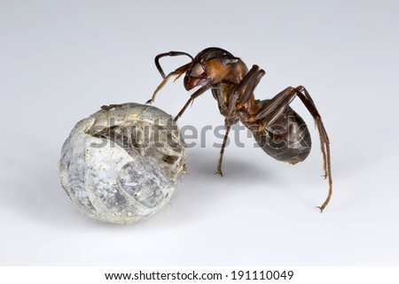 Wood ant (Formica rufa) climbing on top of a long-dead curled up pill bug (posed studio shot)