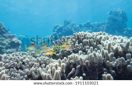 Coral Reef and Fish in Roatan Honduras