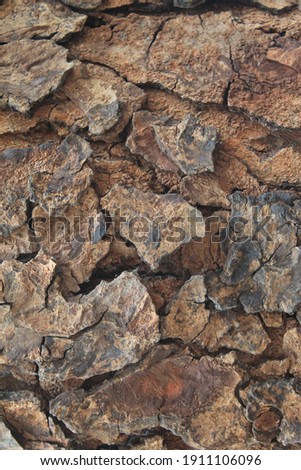 Texture tree bark closeup. Pattern of natural tree bark background. Ntarual texture for commercial use or compositing.
