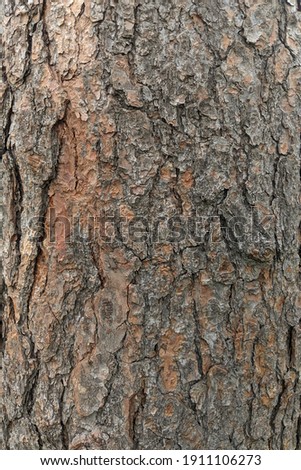 Texture tree bark closeup. Pattern of natural tree bark background. Ntarual texture for commercial use or compositing.