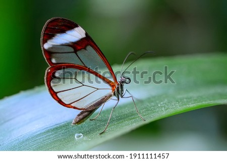 Macro shots, Beautiful nature scene. Closeup beautiful butterfly sitting on the flower in a summer garden. Royalty-Free Stock Photo #1911111457
