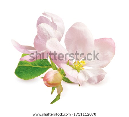 Spring apple blossom isolated on white Royalty-Free Stock Photo #1911112078