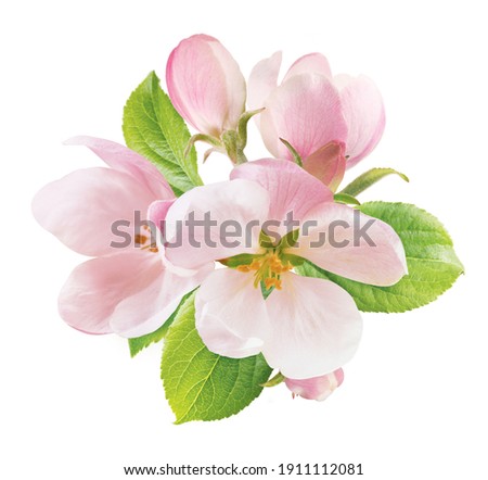 Spring apple blossom isolated on white Royalty-Free Stock Photo #1911112081