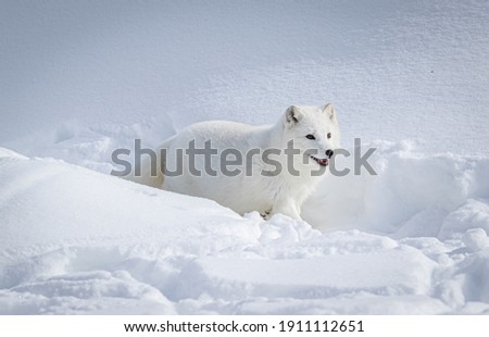 Arctic Polar white fox in heavy winter snow Royalty-Free Stock Photo #1911112651
