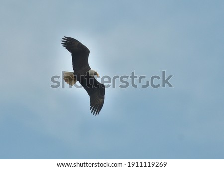 White bald head spectacular eagle flying on sky in Washington DC