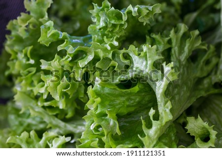 green lettuce leaves curled fresh food health