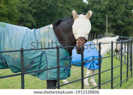 Two horses wearing a fly mask and turnout rug or blanket, UK Royalty-Free Stock Photo #1911128806