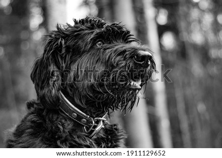 portrait of the dog in the woods