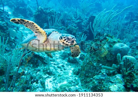 Tagged Sea Turtle in the Reef