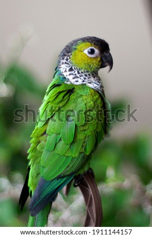 Cute Black Capped Conure Relaxing after Playing Royalty-Free Stock Photo #1911144157