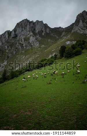 Mountain landscape with animals in Spain 