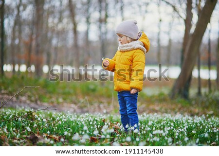Cute toddler girl standing in the grass with many snowdrop flowers in park or forest on a spring day. Little kid exploring nature. Outdoor activities for children Royalty-Free Stock Photo #1911145438