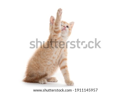 Cute yellow kitten sitting isolated on white background.