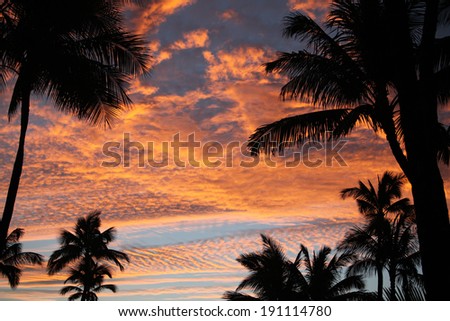 Hawaiian Punch. Palm Paradise at Sunset