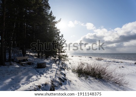 The coast of the Baltic Sea with a chair and pines on its side, but further afield you can see the blue sky and clouds of the sea.