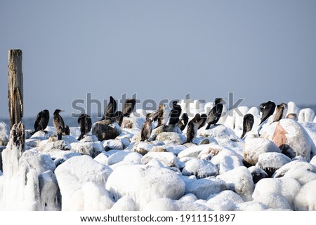 Latvia baltic sea with blue sky where big black birds are sitting on a stone pier iced with white ice